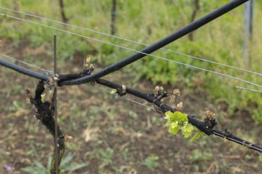 Bahar bağları ağır don (kahverengi parçalar ölmüş), çok az hasat olacağı üzüm bağları, Güney Moravya, Çek Cumhuriyeti