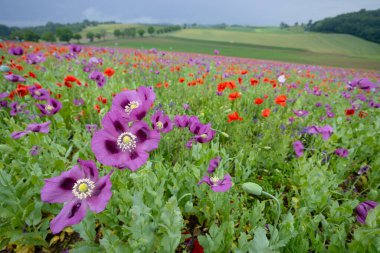 Tipik bahar manzarası, Silica (Szilice), Slovakya Ulusal Parkı, Slovakya
