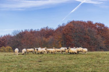 Slovakya, Krupinska düzlemi yakınlarında Stiavnicke Vrchy 'de koyun sürüsü