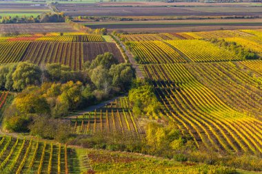 Velke Bilovice yakınlarındaki sonbahar üzüm bağı, Güney Moravya, Çek Cumhuriyeti