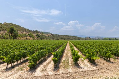 Logrono yakınlarındaki tipik üzüm bağları, Rioja şarap bölgesi, Rioja Alavesa, Bask Ülkesi, İspanya