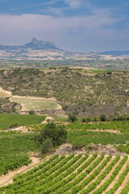Laguardia yakınlarındaki tipik üzüm bağları, Rioja şarap bölgesi, Rioja Alavesa, Bask Ülkesi, İspanya