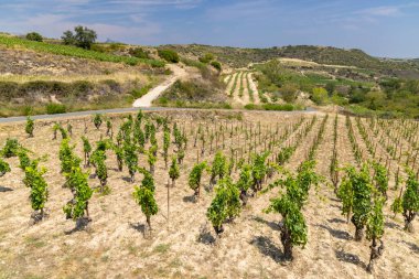 Laguardia yakınlarındaki tipik üzüm bağları, Rioja şarap bölgesi, Rioja Alavesa, Bask Ülkesi, İspanya