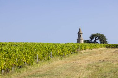 Chateau la Tour de By, Bordeaux, Aquitaine, Fransa yakınlarındaki tipik üzüm bağları