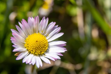 Erigeron Karvinskianus 'a yakın.