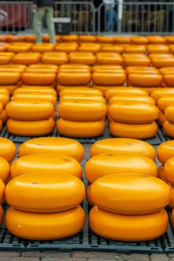 Hollanda, Alkmaar 'da geleneksel peynir pazarı