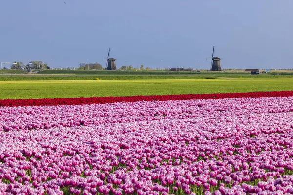 Field of tulips with Ondermolen windmill near Alkmaar, The Netherlands
