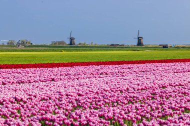 Field of tulips with Ondermolen windmill near Alkmaar, The Netherlands