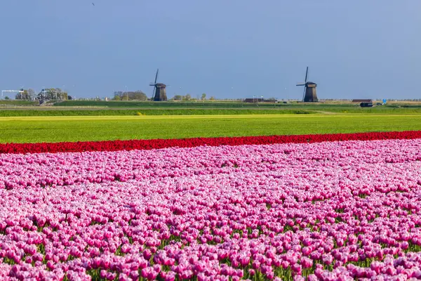Field of tulips with Ondermolen windmill near Alkmaar, The Netherlands