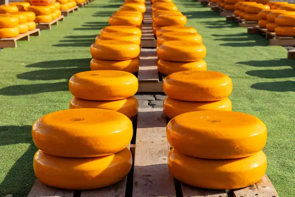 Hollanda 'da peş peşe bir dizi peynir
