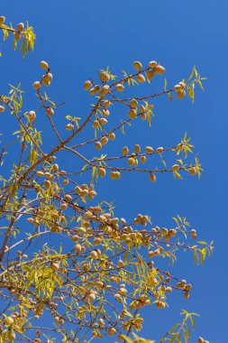İlkbaharda filizlenen dallar yazın bir çalıda.