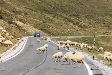 Tipik Portillo de Eraize ve Col de la Pierre St Martin yakınlarındaki koyunlar, İspanya 'nın Pireneler kentindeki Fransız sınırı.