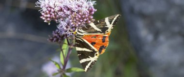 Fransa 'da Auvergne, Cantal, Fransa' da Euplagia dörtlüsü