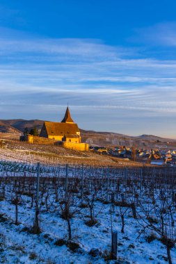 Ribeauville yakınlarındaki Hunawihr yakınlarındaki tipik üzüm bağları Riquewihr, Haut-Rhin, Grand Est bölgesi, Alsace, Fransa