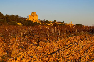 Chateauneuf-du-Pape yakınlarında taşları olan tipik üzüm bağları, Cotes du Rhone, Fransa