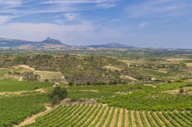 Laguardia yakınlarındaki tipik üzüm bağları, Rioja şarap bölgesi, Rioja Alavesa, Bask Ülkesi, İspanya