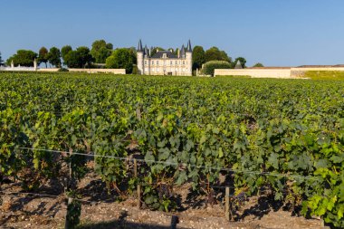Pichon Longueville Şatosu yakınlarındaki tipik üzüm bağları Baron, Bordeaux, Aquitaine, Fransa