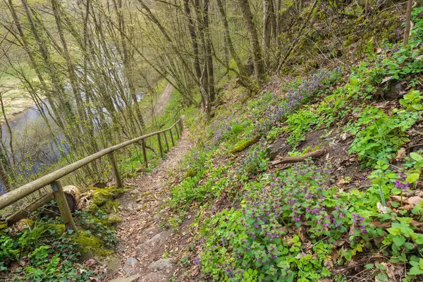 Uberstieg yakınlarındaki manzara, Ulusal Park Thayatal, Aşağı Avusturya, Avusturya