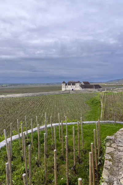 Clos de Vougeot, Cote de Nuits, Burgundy, Fransa yakınlarındaki tipik üzüm bağları