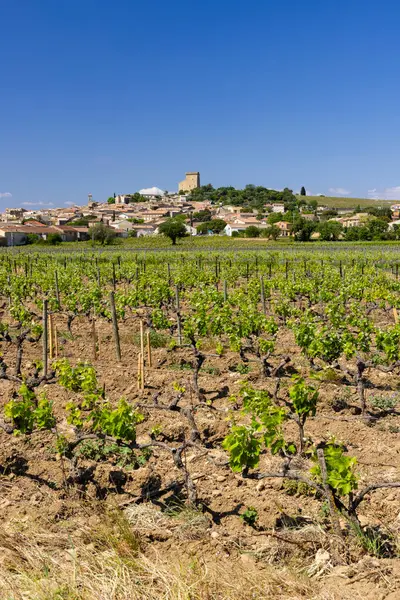Chateauneuf-du-Pape yakınlarında taşları olan tipik üzüm bağları, Cotes du Rhone, Fransa