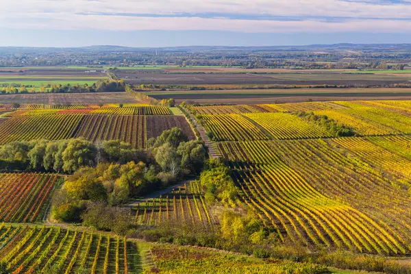 Velke Bilovice yakınlarındaki sonbahar üzüm bağı, Güney Moravya, Çek Cumhuriyeti