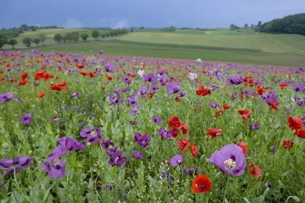 Tipik bahar manzarası, Silica (Szilice), Slovakya Ulusal Parkı, Slovakya