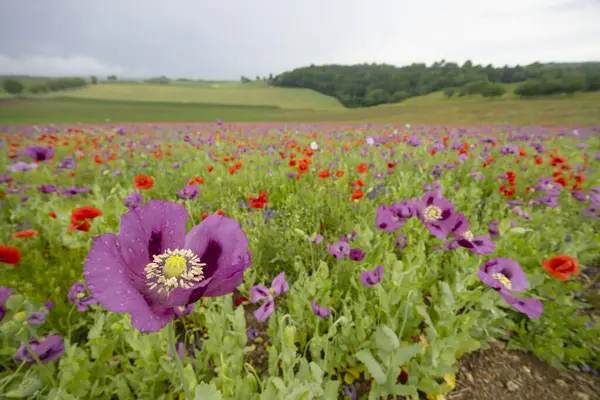 Tipik bahar manzarası, Silica (Szilice), Slovakya Ulusal Parkı, Slovakya