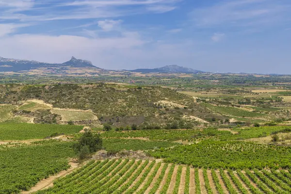 Laguardia yakınlarındaki tipik üzüm bağları, Rioja şarap bölgesi, Rioja Alavesa, Bask Ülkesi, İspanya