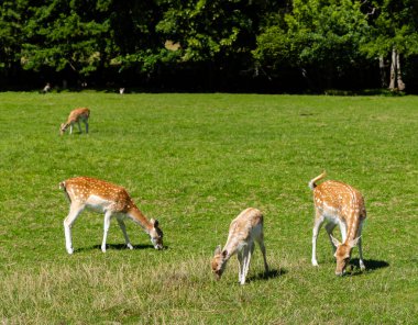Güneşli bir günde, Fransa 'nın Loire kentinde, ormanın yakınındaki yeşil tarlada otlayan Fallow geyiği.