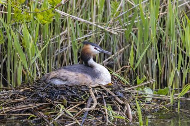 Büyük ibikli yaban ördeği yuvasında sazlıklar ve dallarla inşa edilmiş yumurtalar, bir göletin bitki örtüsü arasında.