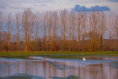 Sular altında yüzen kuğu, Sougeal, Brittany, Fransa 'daki çıplak ağaçlar ve kuş yuvalarıyla dolu.