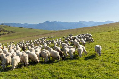 Batı Tatras 'taki (Rohace) koyun sürüsünün arka planında Alçak Tatras (Nizske tatry), Slovakya