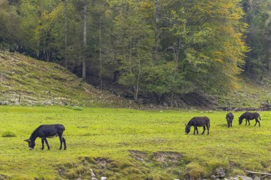 Soca nehri yakınlarındaki tipik manzara, Triglavski ulusal parkı, Slovenya