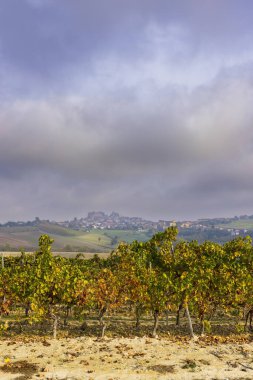 Cascina Montalbera ve Montemagno Monferrato yakınlarındaki tipik üzüm bağları Castagnole Monferrato, Piedmont, İtalya