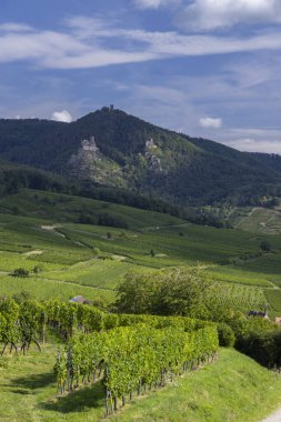 Ribeauville yakınlarındaki Hunawihr yakınlarındaki tipik üzüm bağları Riquewihr, Haut-Rhin, Grand Est bölgesi, Alsace, Fransa
