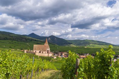 Ribeauville yakınlarındaki Hunawihr yakınlarındaki tipik üzüm bağları Riquewihr, Haut-Rhin, Grand Est bölgesi, Alsace, Fransa