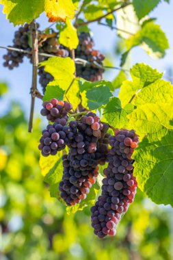 Palava 'lı üzüm bağı, Güney Moravya, Çek Cumhuriyeti