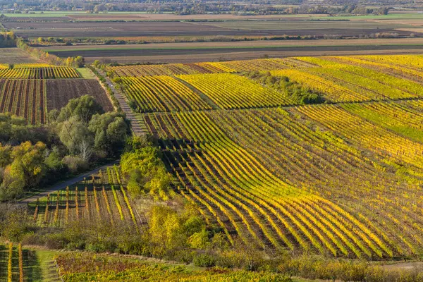 Velke Bilovice yakınlarındaki sonbahar üzüm bağı, Güney Moravya, Çek Cumhuriyeti