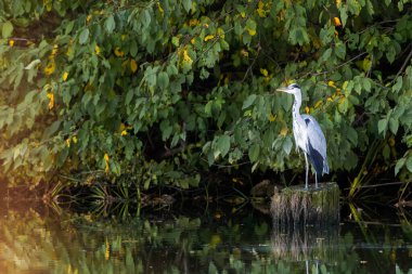 Gri balıkçıl, güneşli bir günde yeşil yaprakların yanındaki bir gölün üzerinde duruyor.