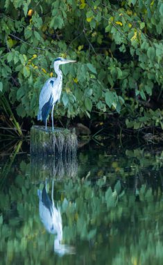 Gri balıkçıl, nehir ormanı yakınlarındaki bir göletin suyuna yansıyan bir kütüğe tünemiş.