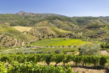 Tua, Alto Douro, Portekiz yakınlarındaki tipik üzüm bağları