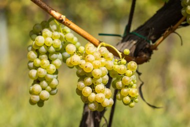 Güney Moravya, Çek Cumhuriyeti, Cejkovice yakınlarında Hibernal ile üzüm bağı