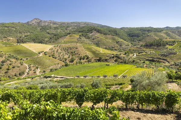 Tua, Alto Douro, Portekiz yakınlarındaki tipik üzüm bağları