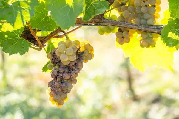 Çürümüş ve küflenmiş beyaz üzümler