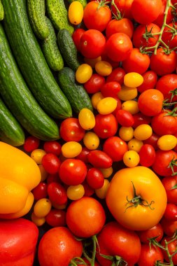 Yeni toplanmış salatalıklar, domatesler ve dolmalık biberler renkli ve sağlıklı bir görüntü oluşturuyor.