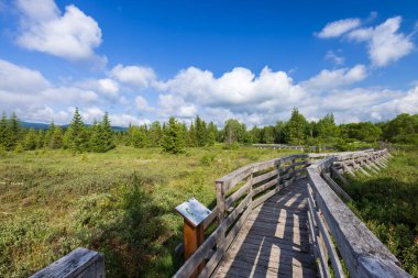 Polonya 'nın Lutowiska kentindeki canlı yeşil sulak arazide, yemyeşil bitki örtüsü ve güneşli bir gökyüzü ile salınan ahşap bir tahta yolun manzarası.