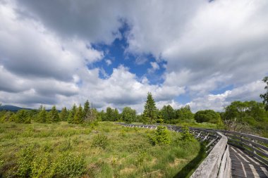 Polonya 'nın Lutowiska kentindeki yemyeşil sulak arazi bitkilerinin arasında parçalı bulutlu bir gökyüzünün arka planıyla dolaşan tahta bir tahta kaldırım manzarası.