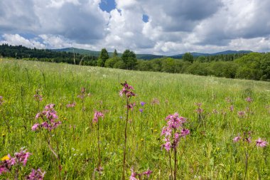 Yeşil çayırlarda yetişen pembe ardıç kuşu çiçekleri ve arka planda Bieszczady Dağları, Polonya