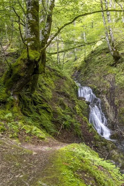 Canlı yeşil bir ormandan akan nefes kesici şelale Ustou, Occitanie 'de doğanın kalbinde sakin ve resimsel bir manzara yaratıyor.