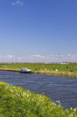 Kuzey Hollanda 'da bir kanalda otlayan ineklerle dolu Hollanda manzarası ve kıyıya demirlemiş bir tekne.